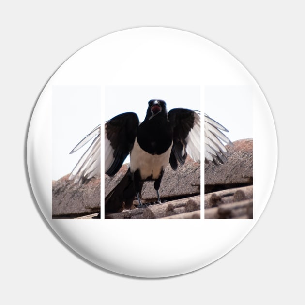 A beautiful black and white eurasian magpie (or Pica pica), with a rare crooked beak, screaming on the tiles of a roof, looking at me with its wings opened. Pin by fabbroni-art