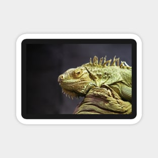 Iguana Magnet