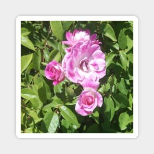 Pink Roses Magnet