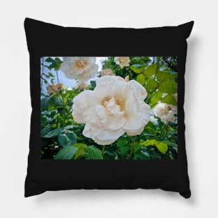 Beautiful White Rose Pillow