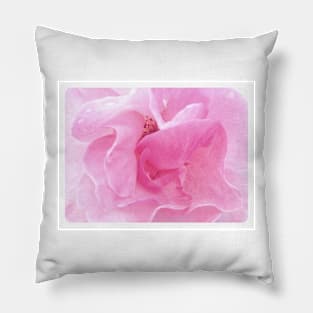 Soft pink rose in close up Pillow