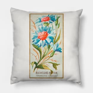 Bachelor's Button (Centaurea Cyanus) Pillow