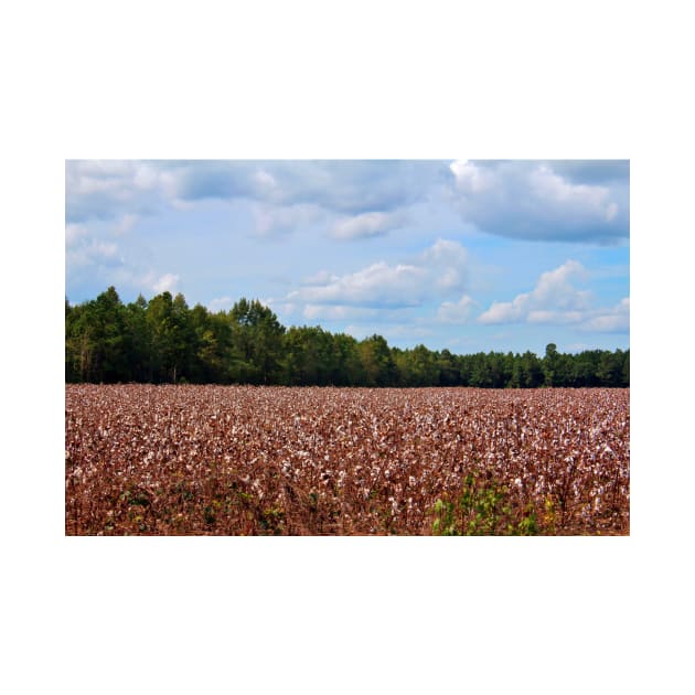 Field Of Cotton Balls by Cynthia48