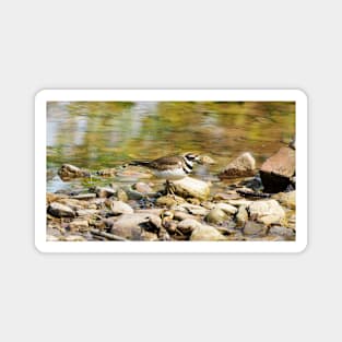 Killdeer Exploring On Some Rocks Magnet