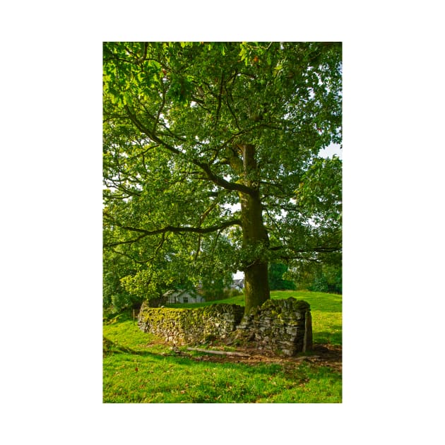 Tree with Dry Stone Wall by BrianPShaw