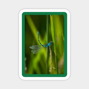 Common Blue Damselfly Magnet