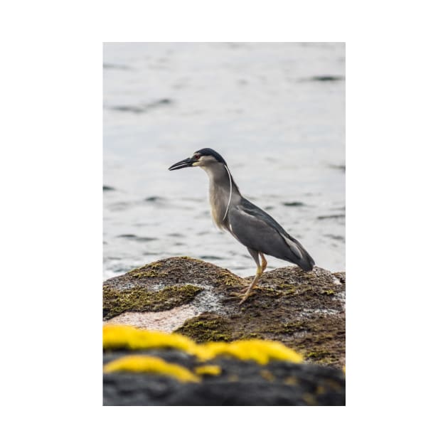 Black-crowned night heron 4 by KensLensDesigns