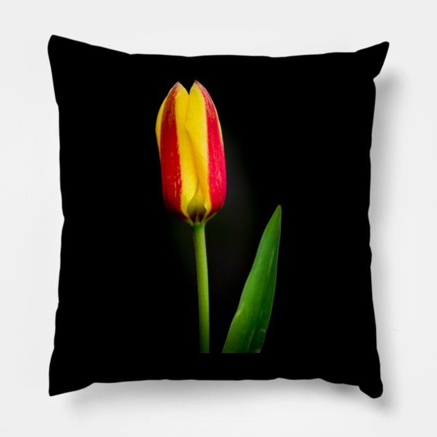 Tulip Pillow by Jez22 