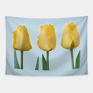 Tulipa &#39;Crystal Star&#39; Fringed Tulip Tapestry