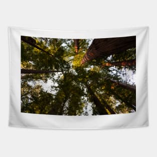 Redwoods trees and sky Tapestry