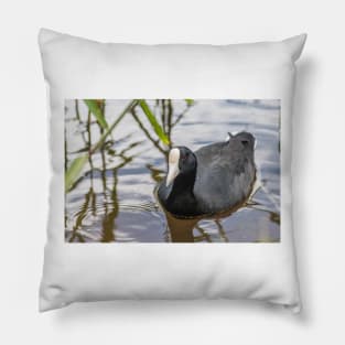 Hawaiian coot of  Honolulu 3 Pillow