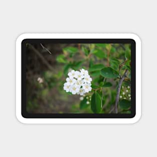 Spring White Flower Magnet