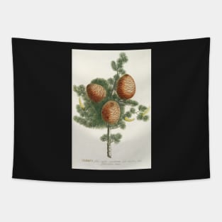 Cedar cones - Cedrus - botanical illustration Tapestry