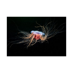 Lion's mane jellyfish (C032/5354) T-Shirt