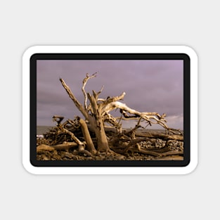 Stark Branches of Driftwood against Gray Sky Magnet