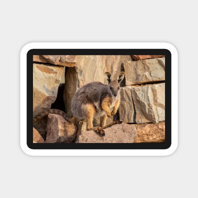 Yellow Footed Rock Wallaby, Arkaroola, South Australia. Endangered Magnet by AndrewGoodall