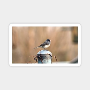 Dark-eyed Junco Standing On A Post Magnet