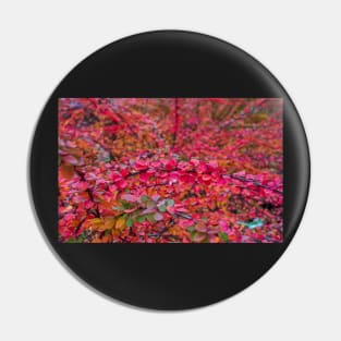 Red green barberry leaves in autumn Pin