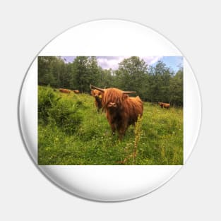 Scottish Highland Cattle Calf 2031 Pin