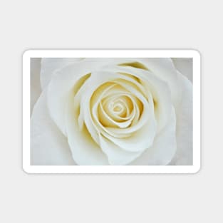 White rose Magnet