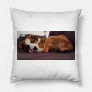 Charly Australian Shepherd Mix Pillow