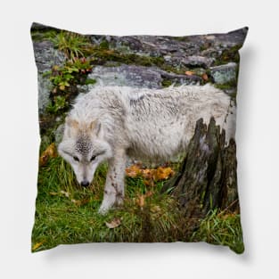 Arctic Wolf Pillow