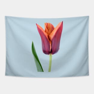 Tulipa  &#39;Slawa&#39;  Triumph Tulip Tapestry