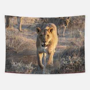 Namibia. Etosha National Park. Lioness. Tapestry