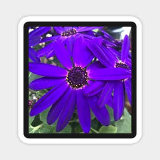 Radiant Purple Daisy Power Magnet