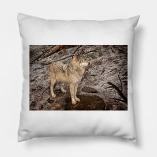 Grey Wolf Pillow