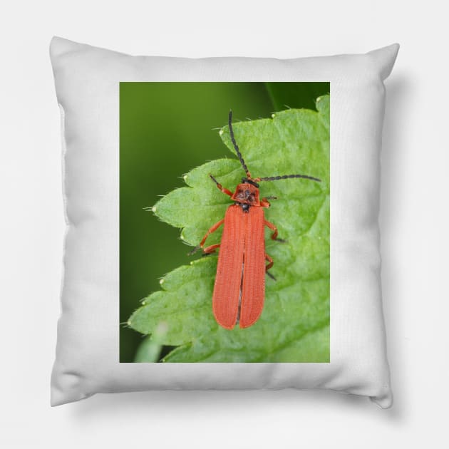 Red net-winged beetle - Dictyoptera simplicipes Pillow by SDym Photography