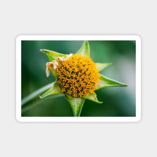Mexican-Sunflower Photograph Magnet