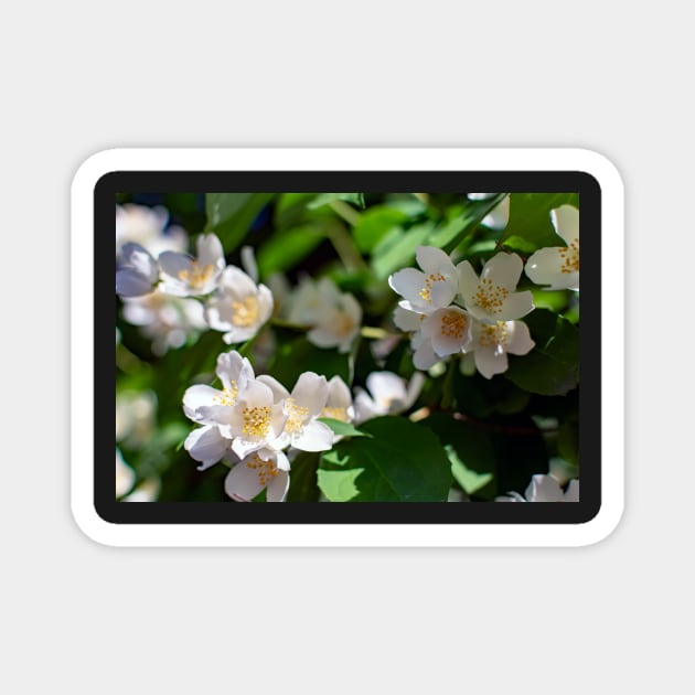 Sweet mock-orange (Philadelphus coronarius) flowers Magnet by lena-maximova