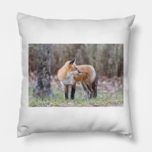 A very friendly red fox Pillow