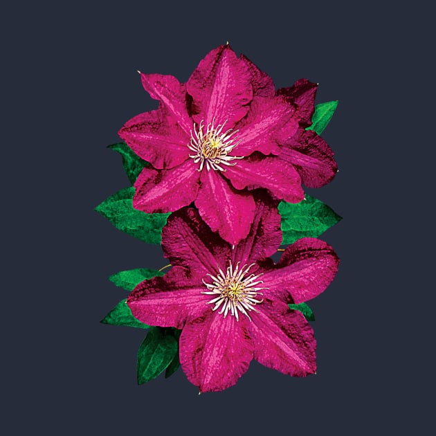 Clematis - Closeup of Magenta Clematis by SusanSavad