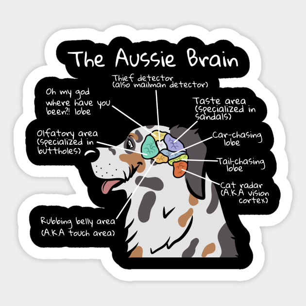 Australian Shepherd Brain Anatomy Shepherd - Pegatina | TeePublic MX