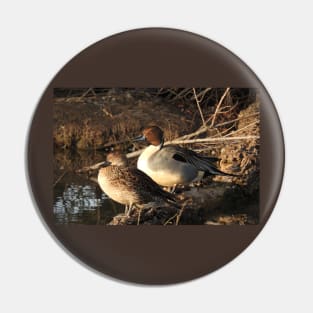 Northern pintail ducks, wildlife gifts, waterfowl Pin