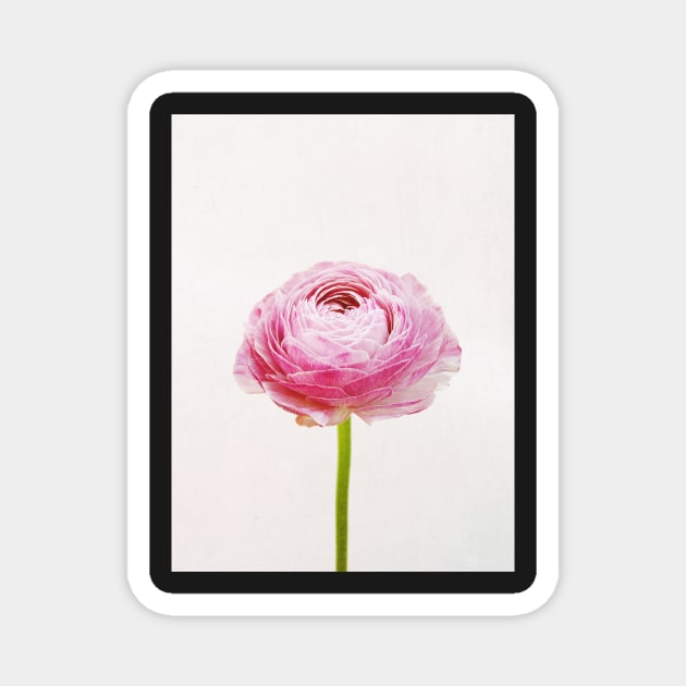 Ranunculus Magnet by Cassia