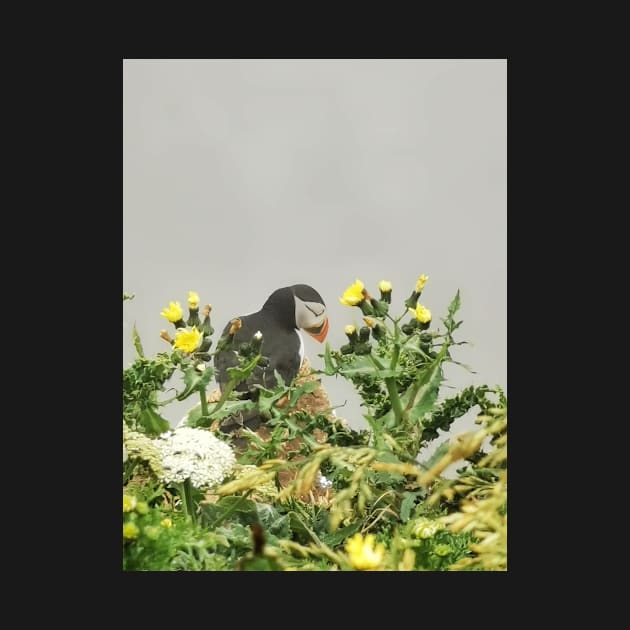 Puffin by AmyHuntPhotos