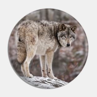 Timber Wolf On Rock Pin