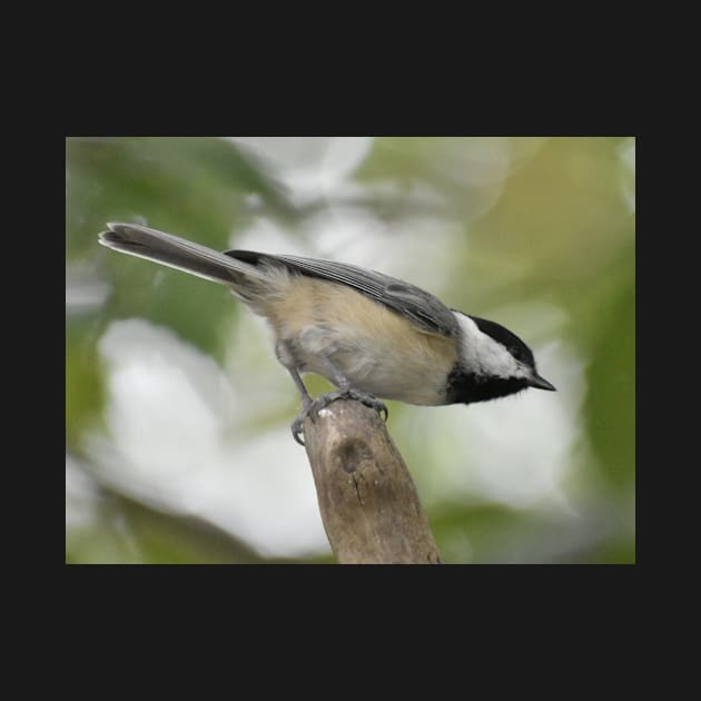 Carolina Chickadee by ToniaDelozier