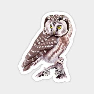 Tengmalm's Owl Magnet