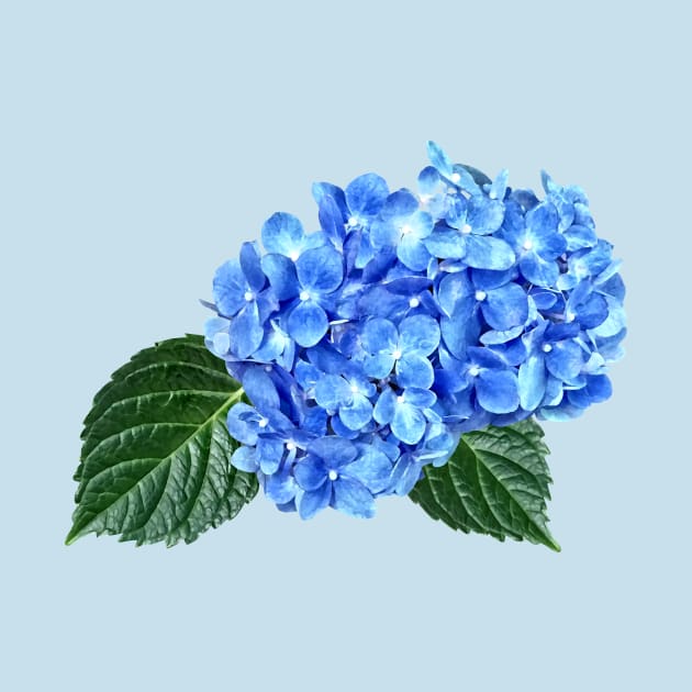 Blue Hydrangea by SusanSavad