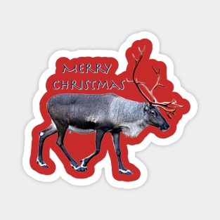 Santa Claus Reindeer Magnet