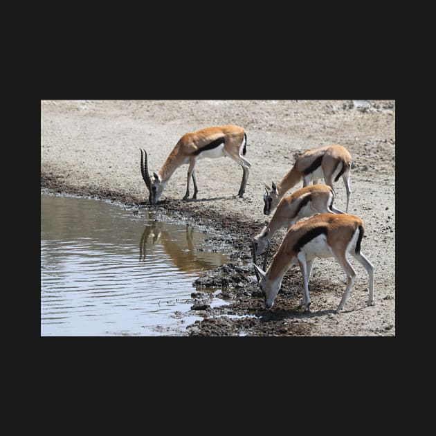 Thomson's Gazelles drinking, Serengeti, Tanzania. by Carole-Anne