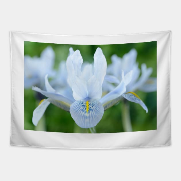 Iris  'Sheila Ann Germaney'  Reticulata Tapestry by chrisburrows