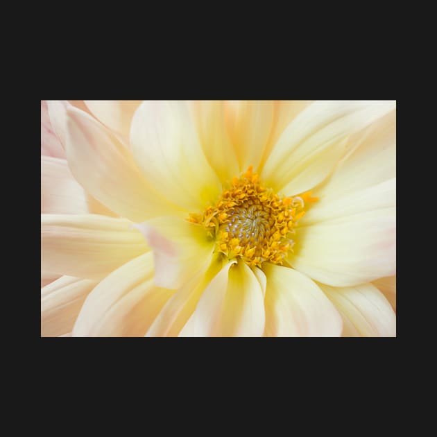 Yellow Dahlia Greeting Card by mariola5