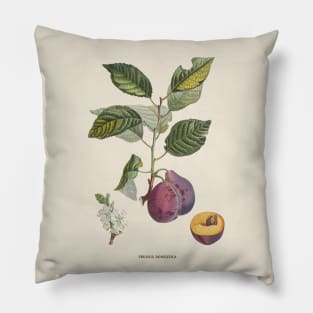 European Plum Antique Botanical Illustration Pillow