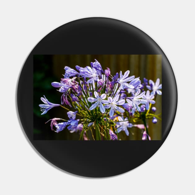 Agapanthus close-up Pin by blossomcophoto