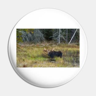 Bull Moose, Algonquin Park Pin